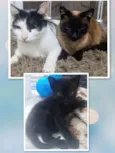 LUNA, MIMI, MORPHEUS