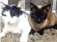 LUNA, MIMI, MORPHEUS