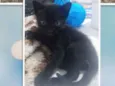 LUNA, MIMI, MORPHEUS