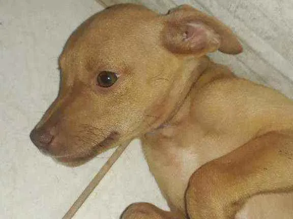 Cachorro ra a Indefinida nariz "vermelho" idade 2 a 6 meses nome Sol