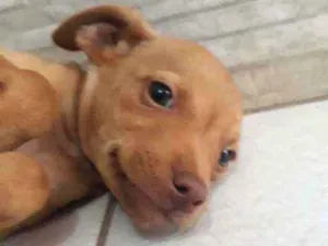 Cachorro raça Indefinida nariz "vermelho" idade 2 a 6 meses nome Sol