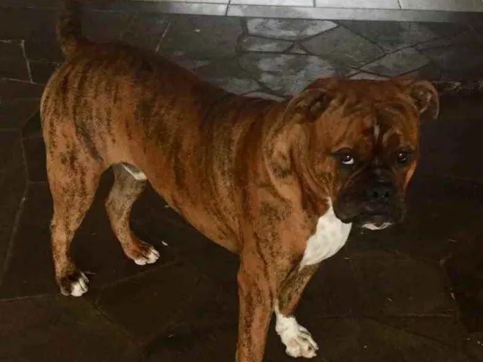 Cachorro ra a Buldogue campeiro com Boxer  idade 7 a 11 meses nome Theo