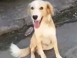 Cachorro raça SRD idade 7 a 11 meses nome Amarelinho 