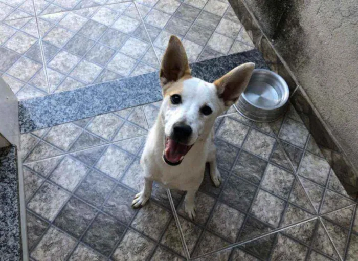 Cachorro ra a Misturado idade 7 a 11 meses nome Kiara