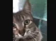 Gatuna
