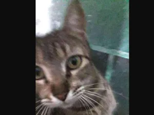 Gato raça Sem raça definida idade 2 anos nome Gatuna