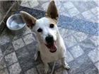 Cachorro raça Misturado idade 7 a 11 meses nome Kiara