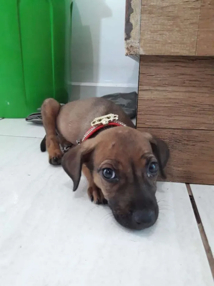 Cachorro raça SRD-ViraLata idade 2 a 6 meses nome Triss