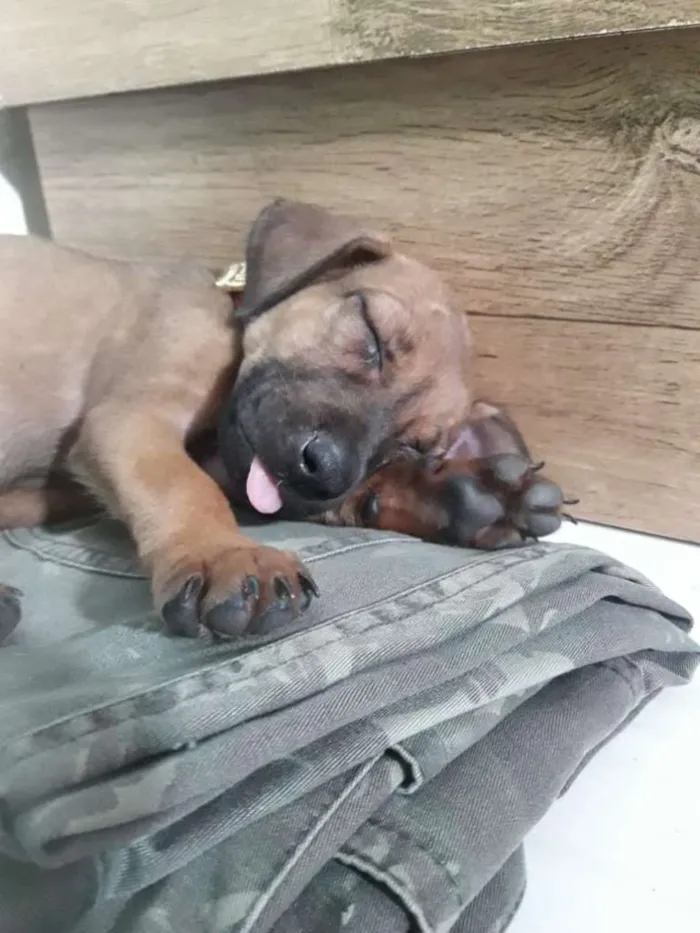 Cachorro raça SRD-ViraLata idade 2 a 6 meses nome Triss
