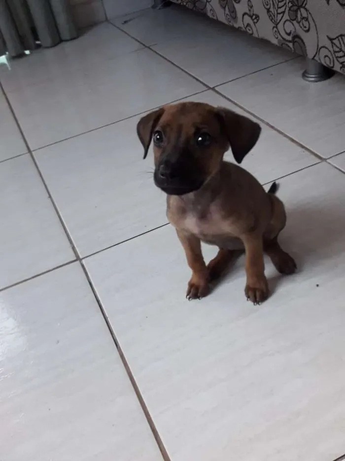 Cachorro raça SRD-ViraLata idade 2 a 6 meses nome Triss