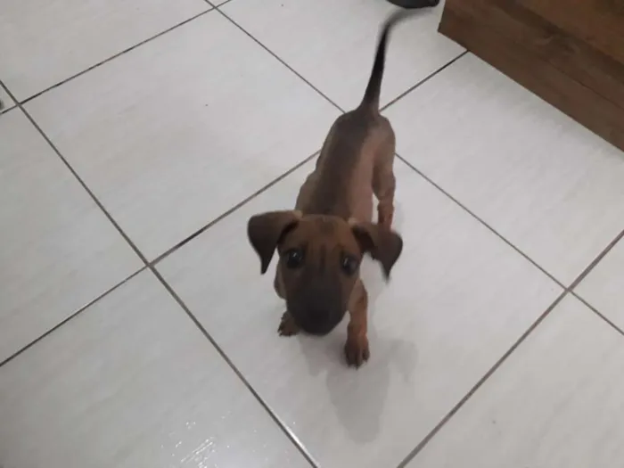 Cachorro raça SRD-ViraLata idade 2 a 6 meses nome Triss