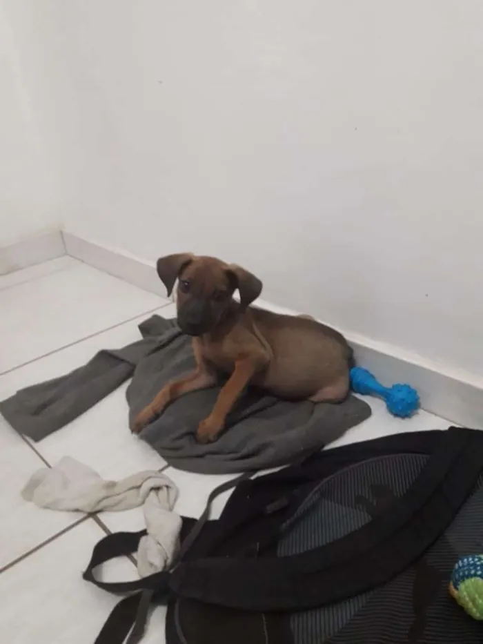 Cachorro raça SRD-ViraLata idade 2 a 6 meses nome Triss