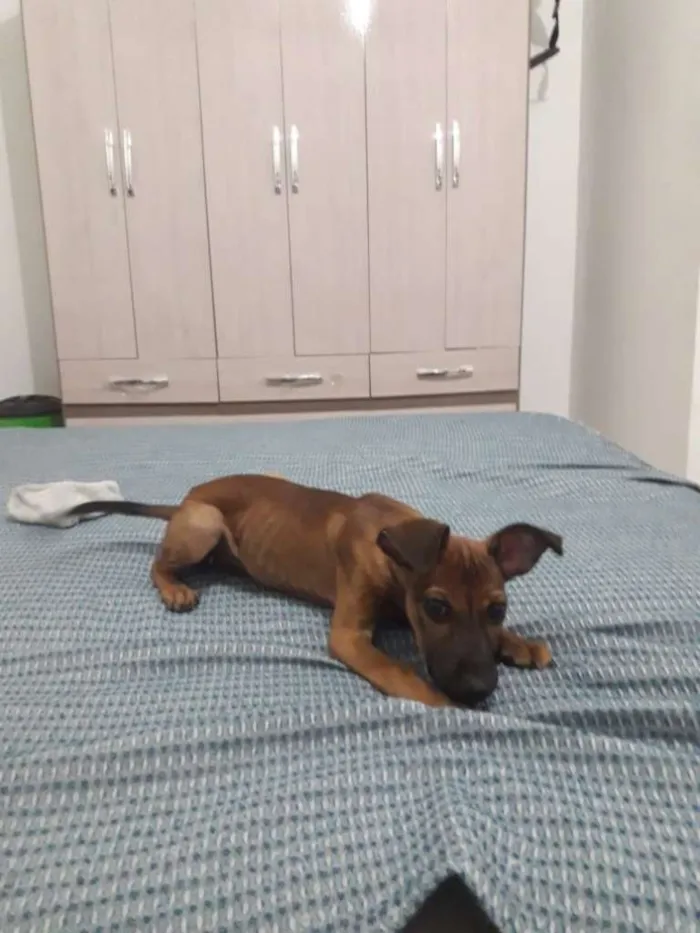 Cachorro raça SRD-ViraLata idade 2 a 6 meses nome Triss