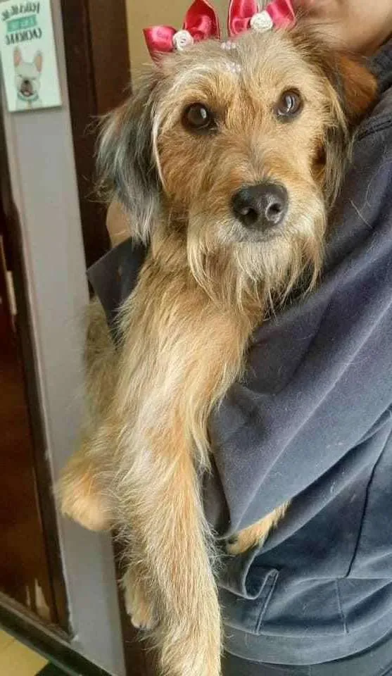 Cachorro ra a Srd idade  nome Berenice