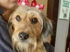Cachorro raça Srd idade  nome Berenice