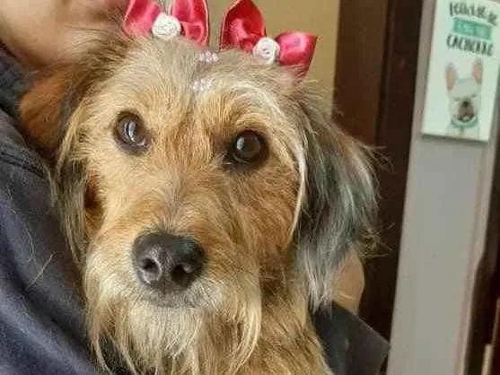 Cachorro ra a Srd idade  nome Berenice