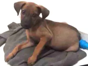 Cachorro raça SRD-ViraLata idade 2 a 6 meses nome Triss