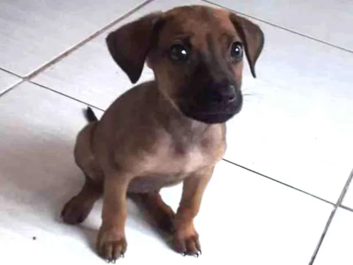 Cachorro raça SRD-ViraLata idade 2 a 6 meses nome Triss