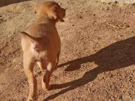 Cachorro ra a Sem raça definida idade 2 a 6 meses nome Brankita e Laurita