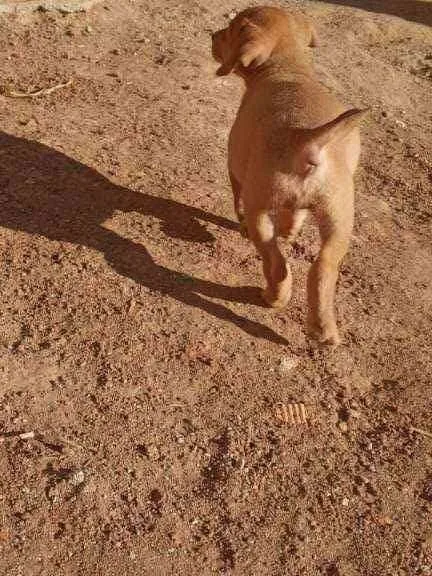 Cachorro ra a Sem raça definida idade 2 a 6 meses nome Brankita e Laurita