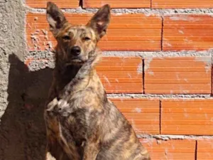 Cachorro raça SRD-ViraLata idade 1 ano nome Megh