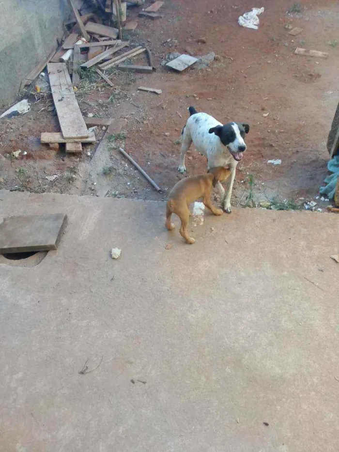 Cachorro ra a Sem raça definida idade 2 a 6 meses nome Brankita e Laurita