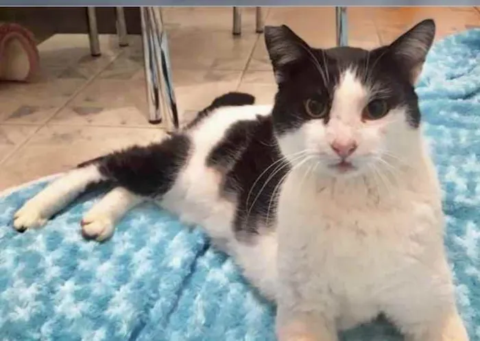 Gato ra a Srd frajolinha  idade 1 ano nome Adam frajola lindo