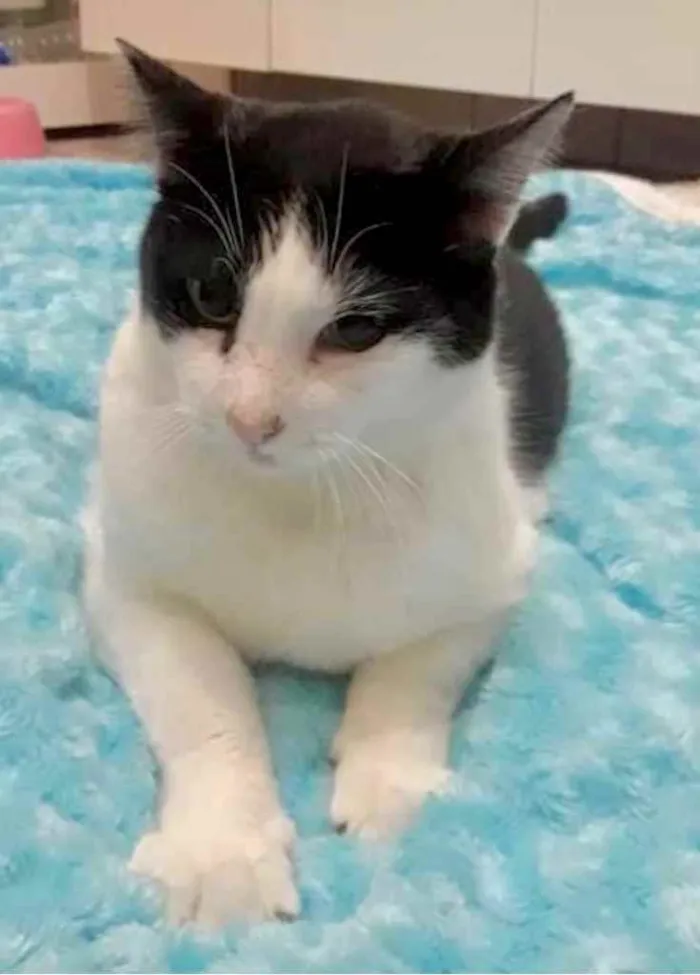 Gato ra a Srd frajolinha  idade 1 ano nome Adam frajola lindo