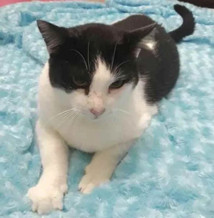 Gato ra a Srd frajolinha  idade 1 ano nome Adam frajola lindo