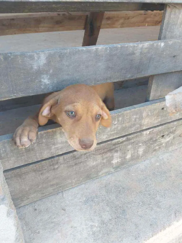 Cachorro ra a Sem raça definida idade 2 a 6 meses nome Brankita e Laurita