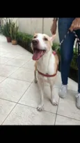 Cachorro raça SRD idade 4 anos nome Apolo