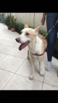 Cachorro raça SRD idade 4 anos nome Apolo