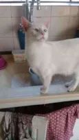 Floquinho