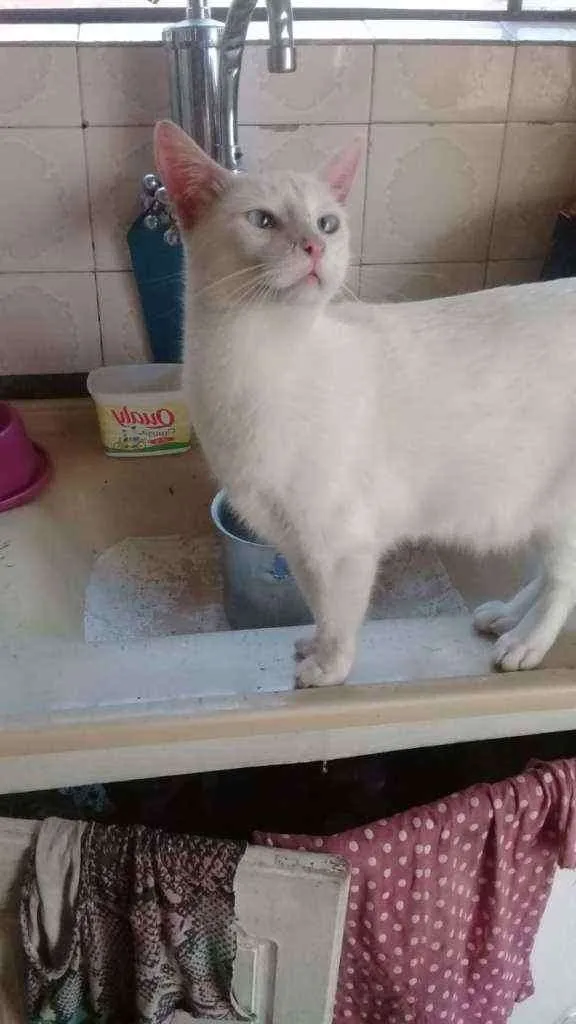 Gato ra a SRD idade 2 anos nome Floquinho