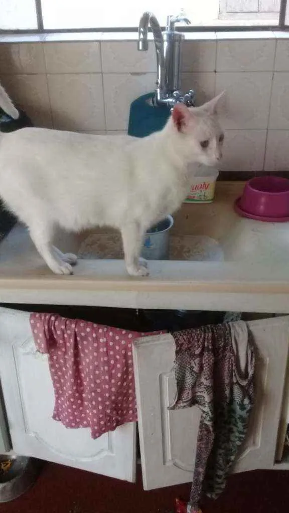 Gato ra a SRD idade 2 anos nome Floquinho