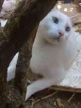 Floquinho