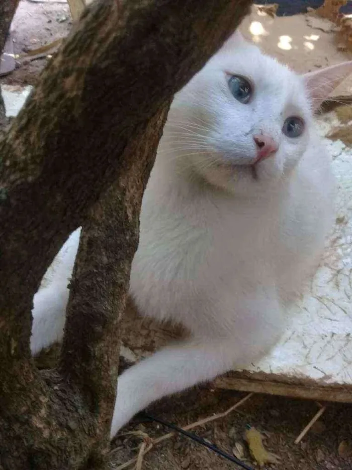 Gato ra a SRD idade 2 anos nome Floquinho