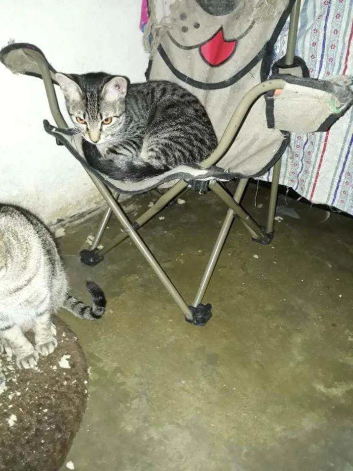 Gato ra a SRD idade 2 a 6 meses nome Danilo