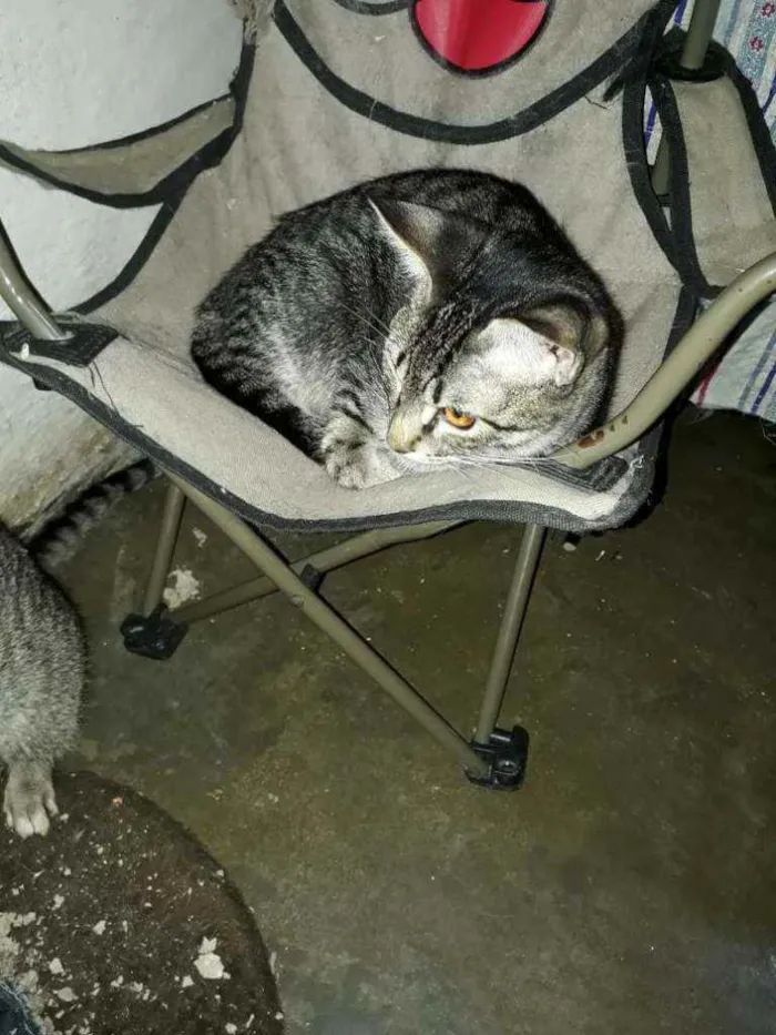 Gato ra a SRD idade 2 a 6 meses nome Danilo