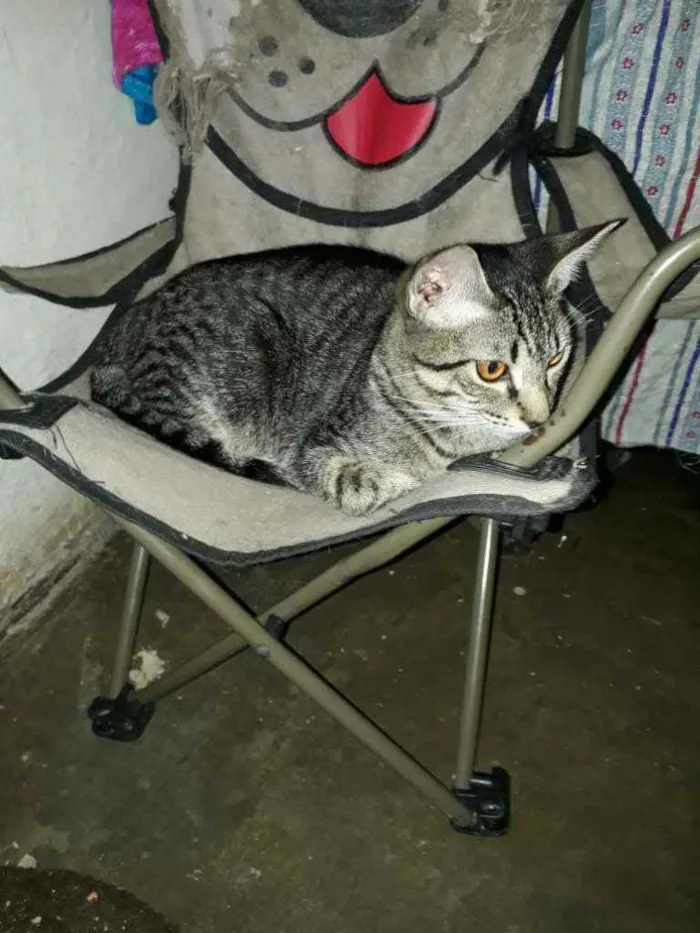 Gato ra a SRD idade 2 a 6 meses nome Danilo