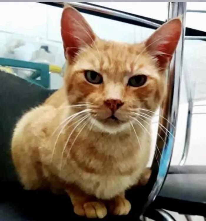 Gato ra a Srd  idade 1 ano nome Lancelot ruivinho