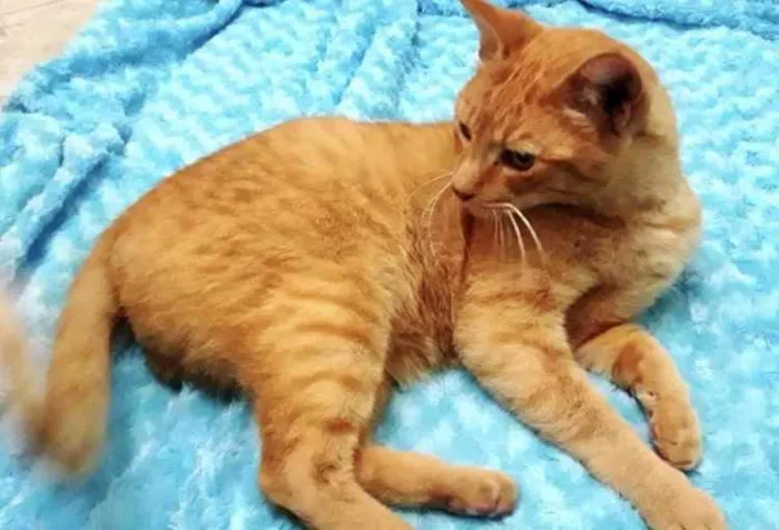Gato ra a Srd  idade 1 ano nome Lancelot ruivinho