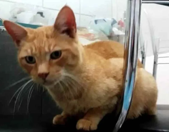 Gato ra a Srd  idade 1 ano nome Lancelot ruivinho