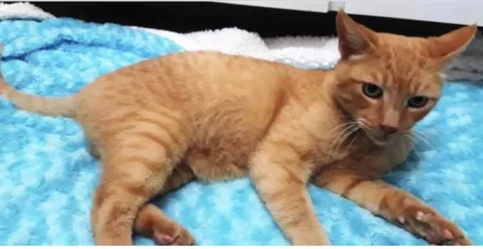 Gato ra a Srd  idade 1 ano nome Lancelot ruivinho