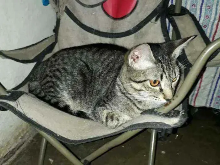 Gato ra a SRD idade 2 a 6 meses nome Danilo