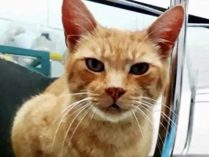 Gato ra a Srd  idade 1 ano nome Lancelot ruivinho