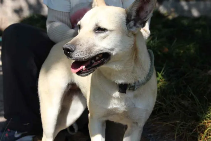 Cachorro ra a SRD idade 7 a 11 meses nome Izabela