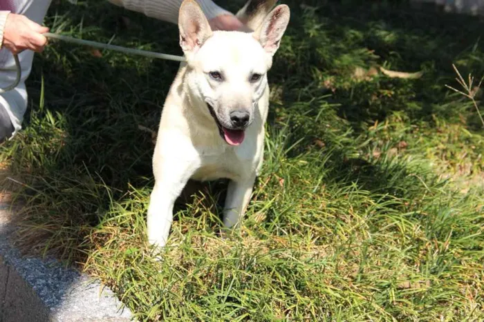 Cachorro ra a SRD idade 7 a 11 meses nome Izabela