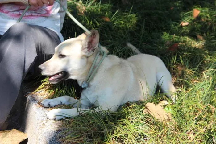Cachorro ra a SRD idade 7 a 11 meses nome Izabela