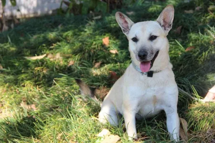 Cachorro ra a SRD idade 7 a 11 meses nome Izabela